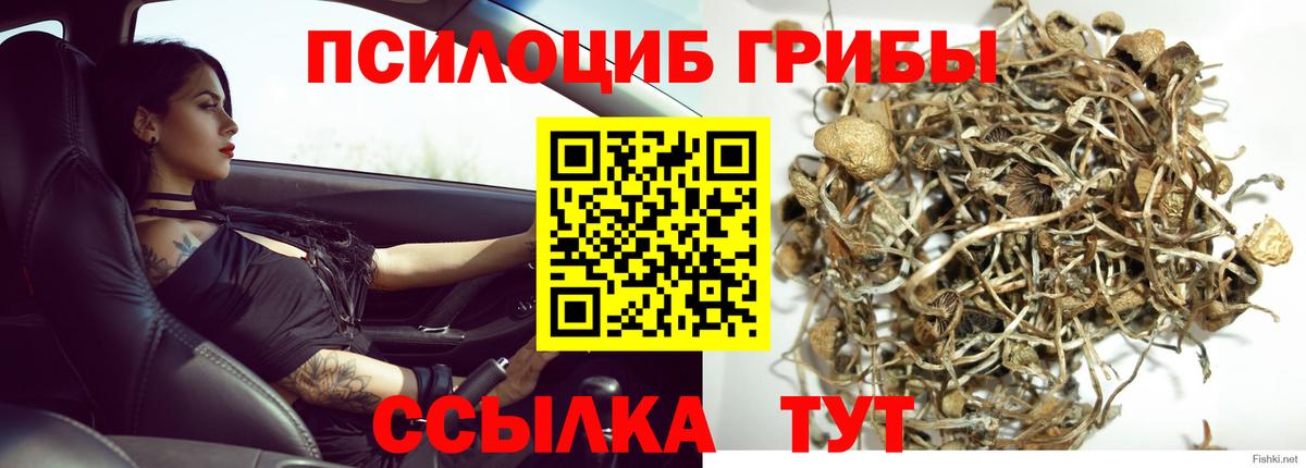 сколько стоит  Псилоцибиновые грибы MAGIC MUSHROOMS  Вход с VPN  Гусев 